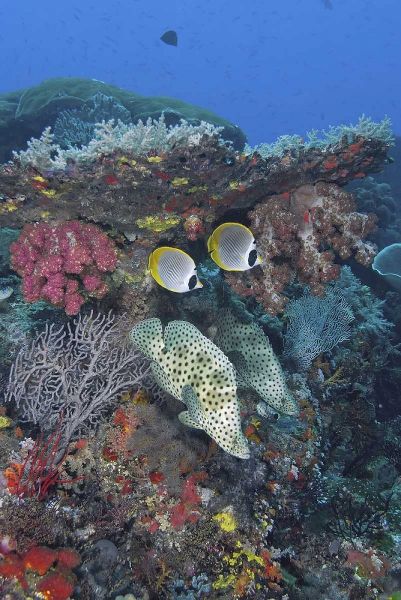 Indonesia, Papua, SE Misool Fish and coral